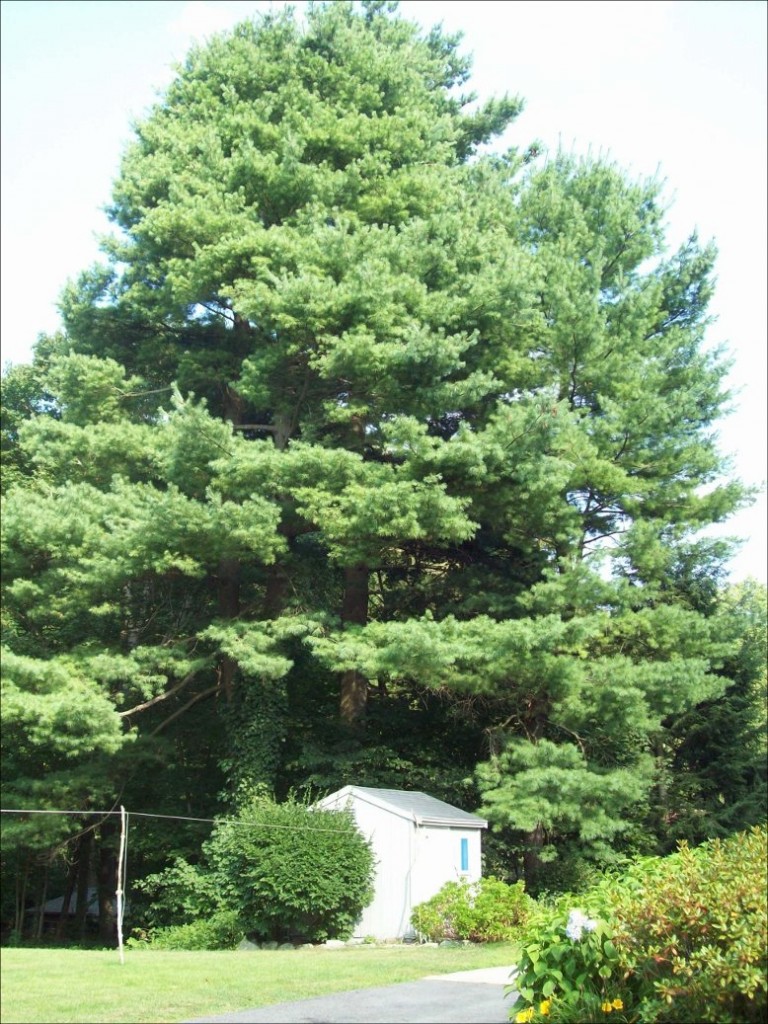 three-eastern-white-pines-neighborhood-ecology